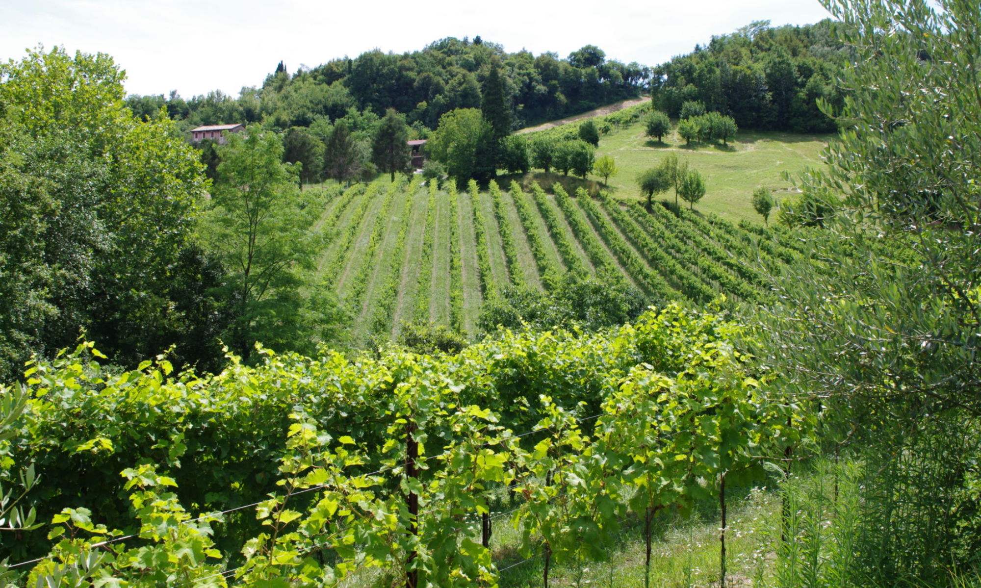 Polenteswines